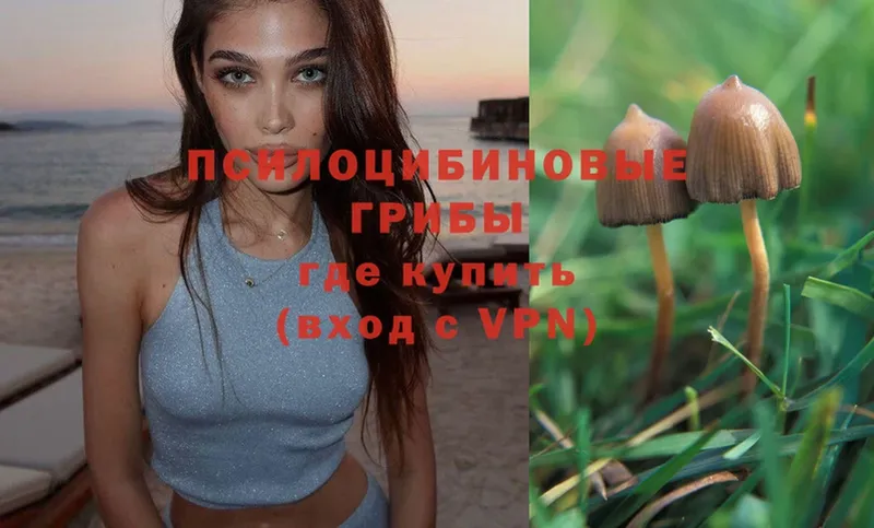 Галлюциногенные грибы Psilocybe  Камызяк 